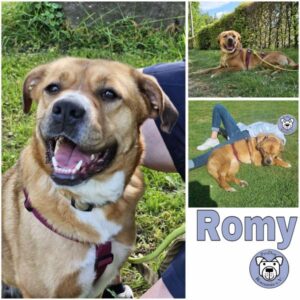 ROMY (♀) in 48361 Beelen - vermittelt