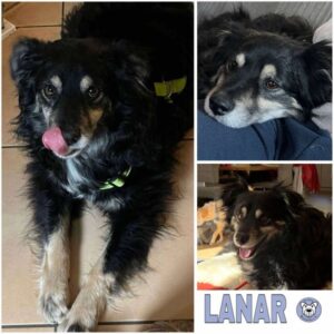 LANAR (♂) in 42781 Haan - vermittelt
