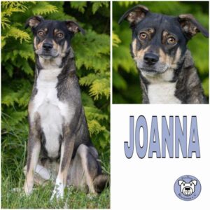 JOANNA (♀) 18311 Ribnitz-Damgarten