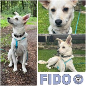 FIDO (♂) 33775 Versmold - vermittelt
