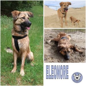 ELEONORE (♀) in 85077 Manching - vermittelt