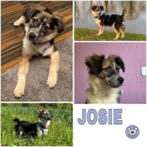 JOSIE (♀) in 33775 Versmold - vermittelt