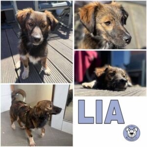 LIA (♀) in 24229 Strande - vermittelt