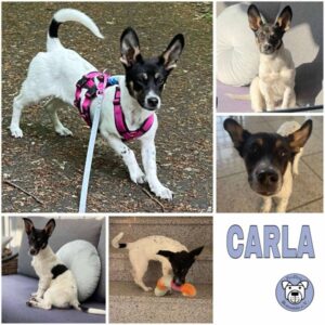 CARLA (♀) in 47918 Tönisvorst - vermittelt