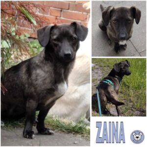 ZAINA (♀) 27726 Worpswede - vermittelt