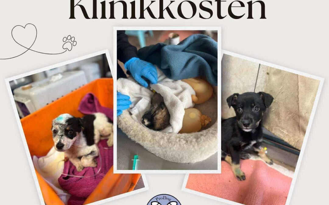 🆘 Hilferuf Tierarzt- & Klinikkosten – Bitte unterstützt uns! 🆘