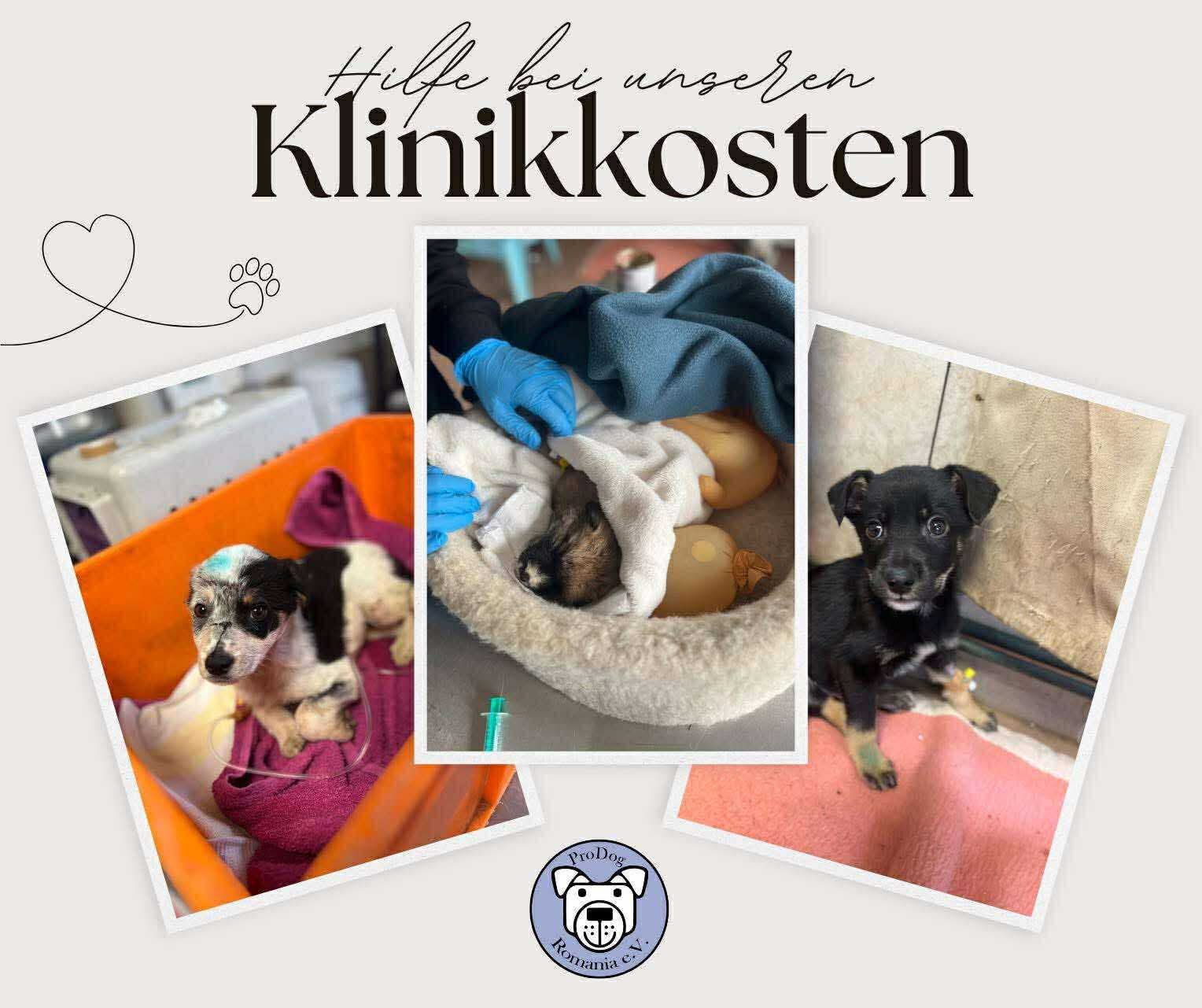 🆘 Hilferuf Tierarzt- & Klinikkosten – Bitte unterstützt uns! 🆘