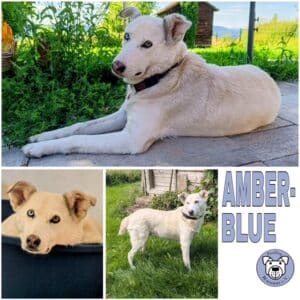 AMBERBLUE (♀) in 78713 Schramberg