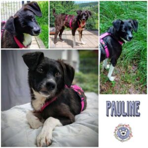 PAULINE (♀) in 94572 Schöfweg