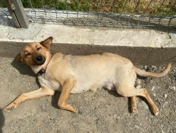 KAIA (♀) - ausgereist zu Pro Vita Animale e.V. (AL) – Bild 4