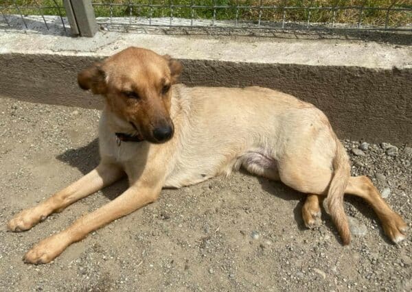 KAIA (♀) - ausgereist zu Pro Vita Animale e.V. (AL) – Bild 5