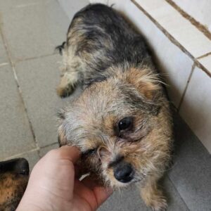 MINNIE (♀) - auf PS im PLZ Bereich 26 (SE) - vermittelt