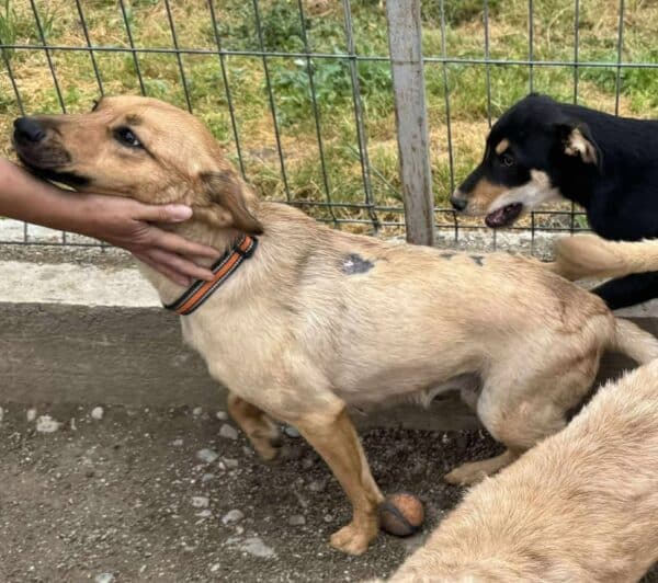 KAIA (♀) - ausgereist zu Pro Vita Animale e.V. (AL) – Bild 2