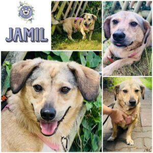 JAMIL (♂) in 12587 Berlin - reserviert