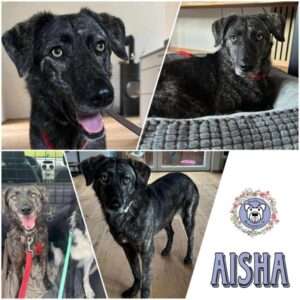 AISHA (♀) in 96450 Coburg - reserviert