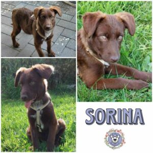 SORINA (♀) in 24837 Schleswig - vermittelt
