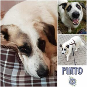 PINTO (♂) in 23715 Bosau