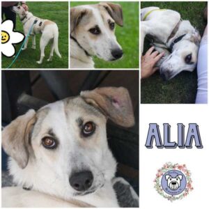 ALIA (♀) in 21493 Möhnsen - vermittelt