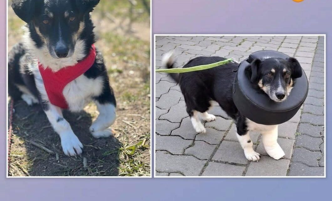 Gnadenplatzhündin Bessie braucht dringend unsere Hilfe ❤️‍🩹