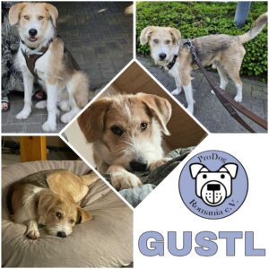 GUSTL (♂) in 54518 Rivenich - vermittelt