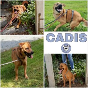 CADIS (♀) in 34474 Diemelstadt - vermittelt