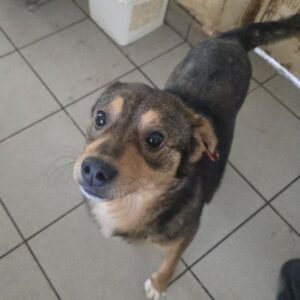 KIERAN (♂)- auf PS im PLZ Bereich 24 (NU)