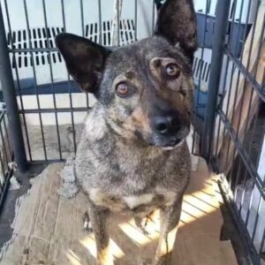 GODJA (♀) - Notfall - leidet sehr im Shelter - ausgereist zur Tierhilfe Lebenswert DR 11.07.25
