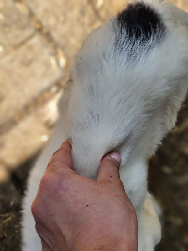 BENTJA (♀) - Ohr zur Hälfte abgerissen, zu dünn (06/25) - ausgereist zur Tierhilfe Lebenswert DR 27.06.25 – Bild 2