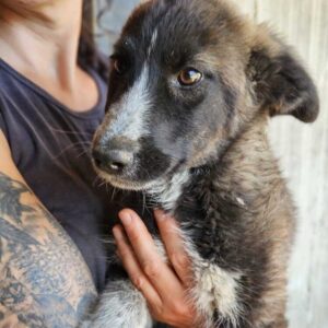 JOSIE (♀)- auf PS im PLZ Bereich 46 (NU) - vermittelt