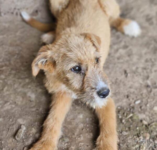 DIARA (♀) - ausgereist zu Tiere in Not Odenwald (PM) – Bild 2