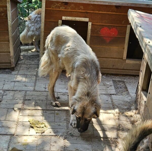 MALUMI (♀) - ausgereist zu Step by Paw (AL) – Bild 3