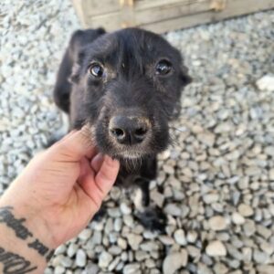 KIRA (♀) - zu dünn - ausgereist zur Tierhilfe Lebenswert DR 11.07.25