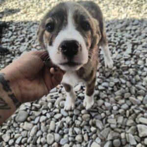 MATILDA (♀) - ausgereist zur Tierhilfe Lebenswert DR 11.07.25