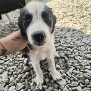 KODA (♂) - ausgereist zur Tierhilfe Lebenswert DR 11.07.25