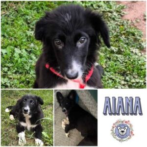 AIANA (♀) in 66265 Heusweiler - vermittelt