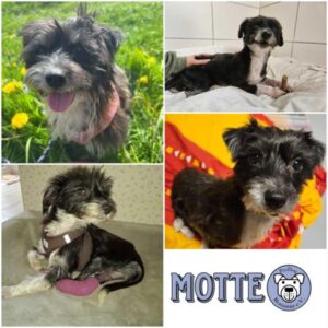 Motte - Gnadenplatzhund seit dem 12.10.2024