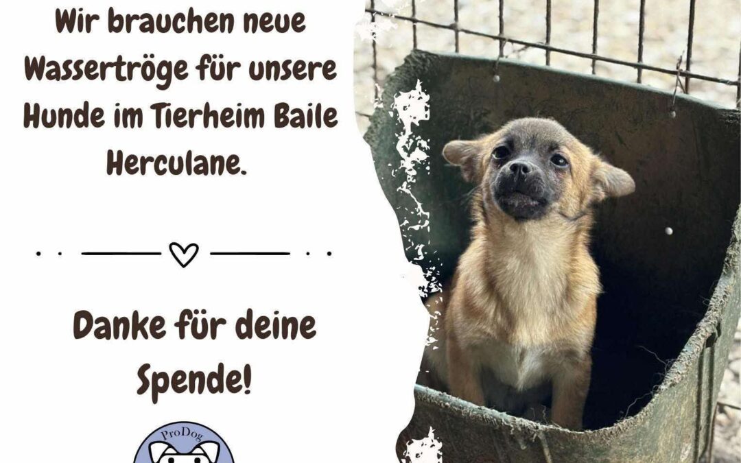 ‼️💦 Wir brauchen Wassertröge! – Dringende Hilfe für die Hunde im Tierheim Baile Herculane 💦 ‼️