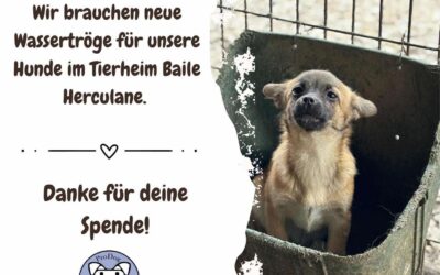 ‼️💦 Wir brauchen Wassertröge! – Dringende Hilfe für die Hunde im Tierheim Baile Herculane 💦 ‼️