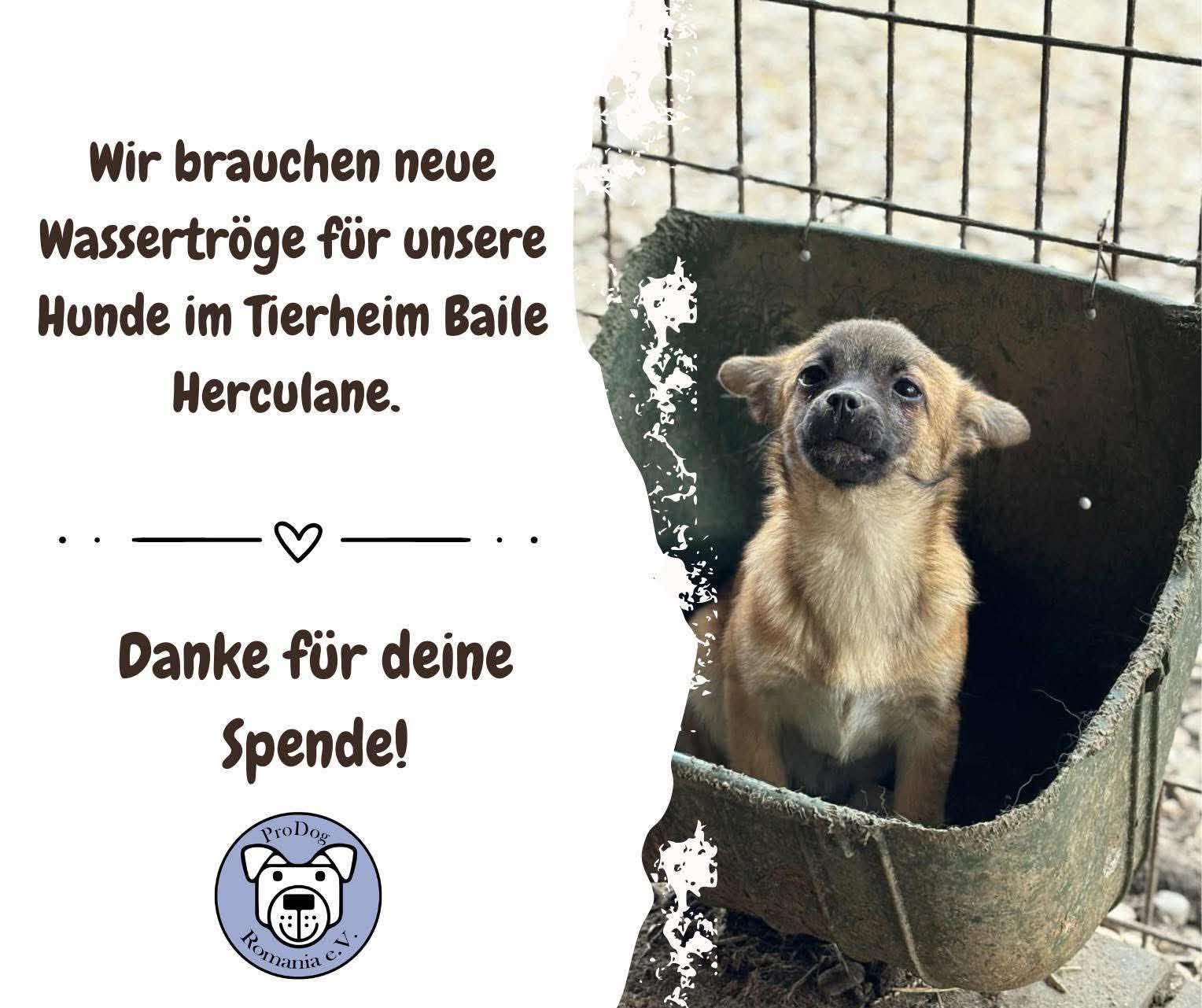 ‼️💦 Wir brauchen Wassertröge! – Dringende Hilfe für die Hunde im Tierheim Baile Herculane 💦 ‼️