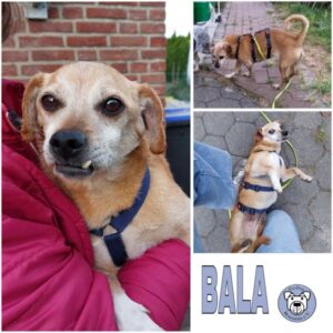 BALA (♀) in 59227 Ahlen