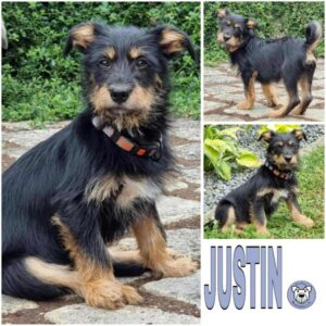 JUSTIN (♂) in 74214 Schöntal