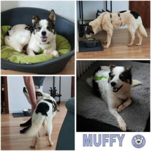 MUFFY (♀) in 63773 Goldbach - vermittelt