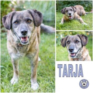 TARJA (♀) in 26209 Hatten- vermittelt