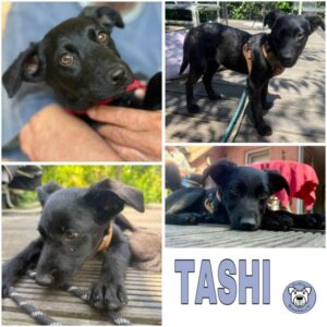 TASHI (♀) in 24229 Strande - vermittelt