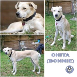 CHITA (♀) in 34474 Diemelstadt