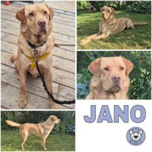 JANO (♂) in 12101 Berlin - vermittelt