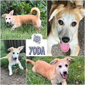 YODA (♂) in 92637 Weiden