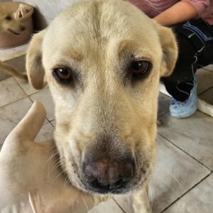 LOULA (♀) - ausgereist zur Hundehilfe Kreta e.V. (GC)