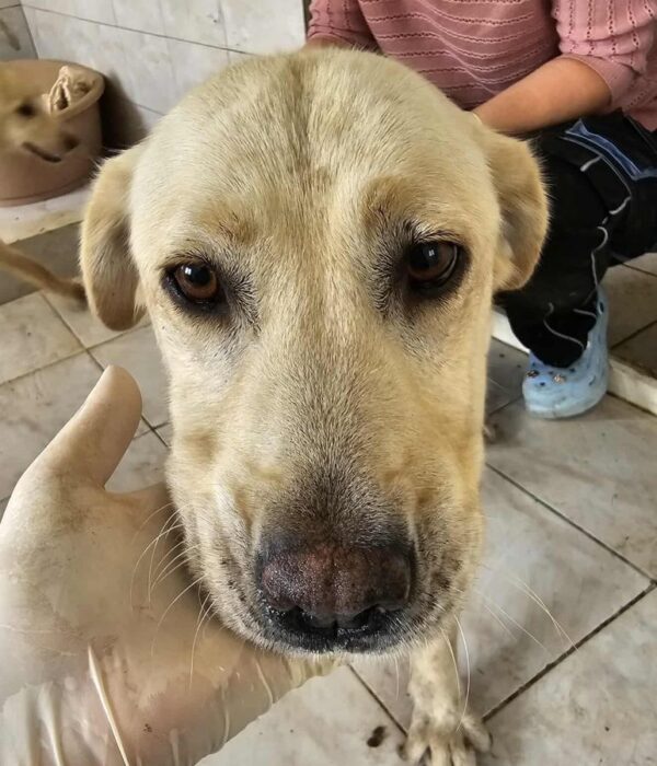 LOULA (♀) - ausgereist zur Hundehilfe Kreta e.V. (GC)