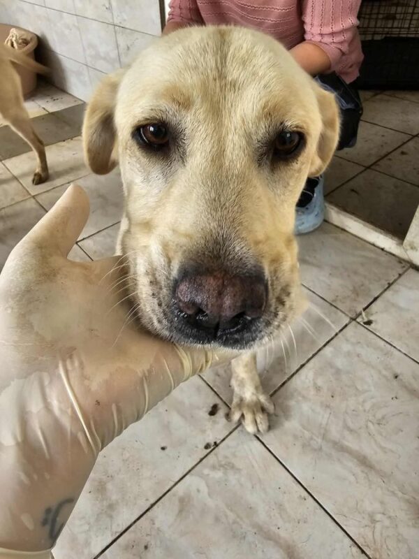 LOULA (♀) - ausgereist zur Hundehilfe Kreta e.V. (GC) – Bild 3